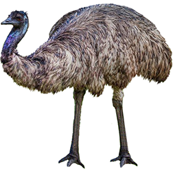 Emus